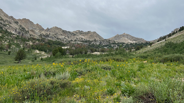 Wildflowers adorn the Ruby Mountains in Nevada