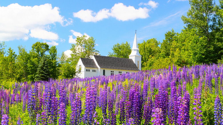 Field of lupines at St. Matthew's Chapel in Sugar Hill, New Hampshire