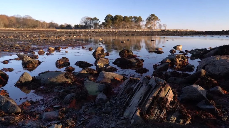 Ancient tree stumps along the Atlantic coast