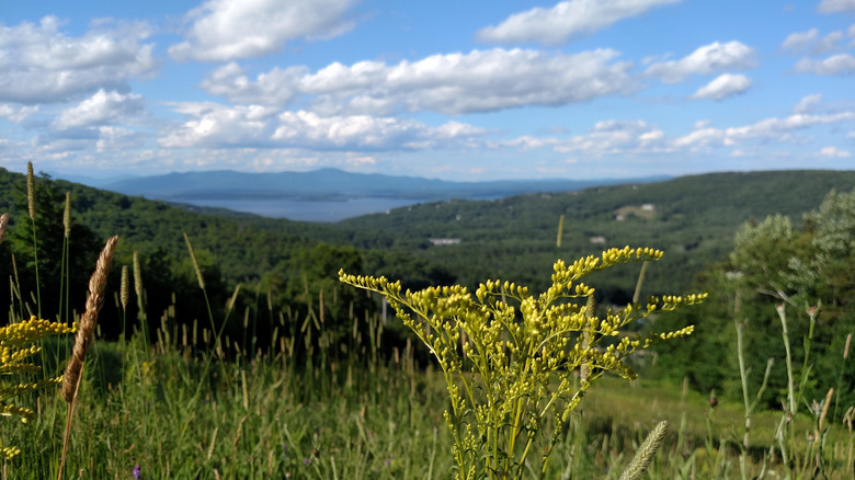 A plant and green hills at Gunstock Mountain in New Hampshire