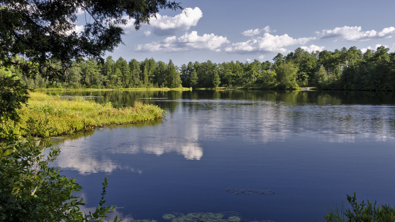 Lake surrounded by forest