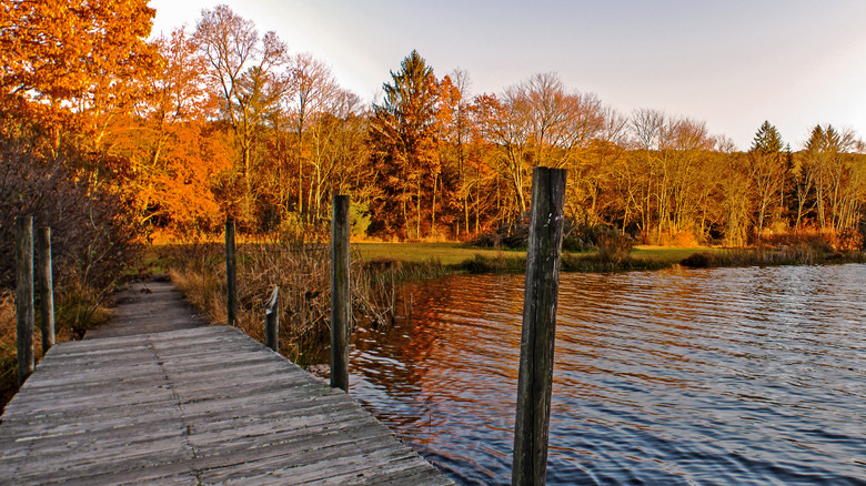 Lake Ashroe fall trees