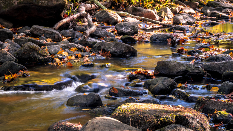 Stokes State Forest creek