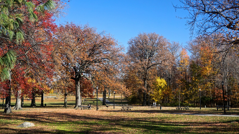 Picnic tables surrounded by fall foliage at Pelham Bay Park in the Bronx