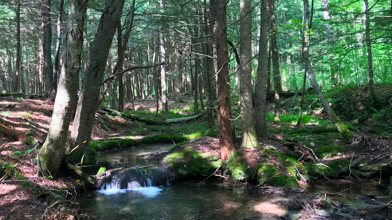 A creek and trees in the Willowemoc Forest in New York's Catskill Mountains