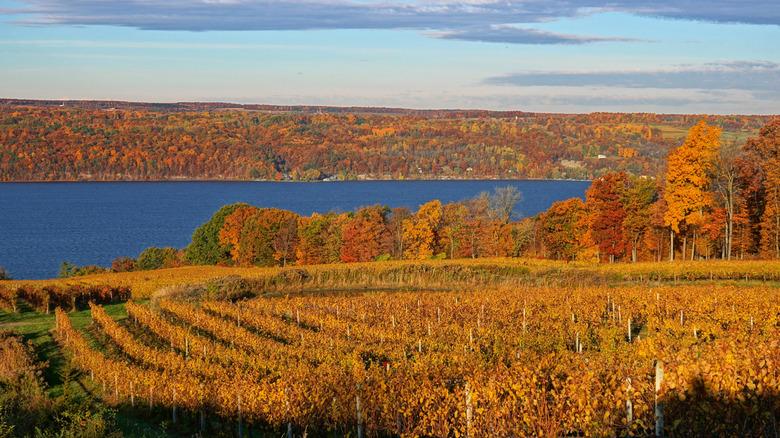 A vineyard in fall colors overlooking Seneca Lake