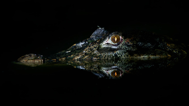 Eye of a caiman in the Ecuadorian Amazon at night