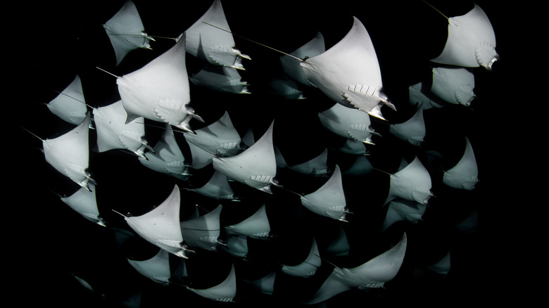 School of mobula rays at night