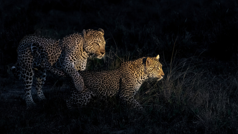 Leopards prowling the African savannah at night