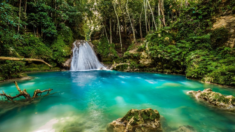 Waterfalls in a forest in Jamaica