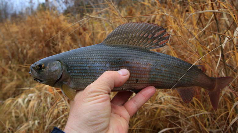 Arctic grayling, the "sailfish of the north"