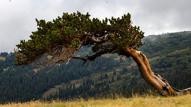 a pine tree in the mountains