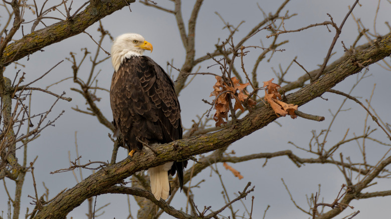 A bald eagle sitting in a tree at Lake Chicot State Park