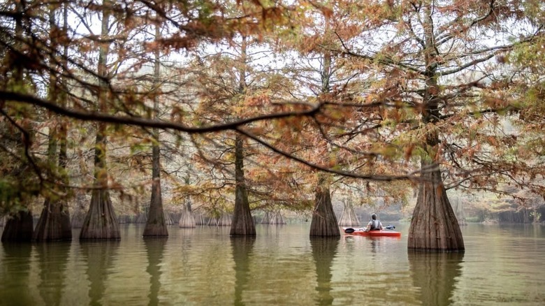 A person kayaking at Lake Chicot surrounded by trees