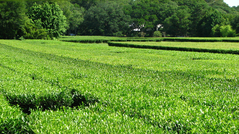 Tea plants at Charleston Tea Garden