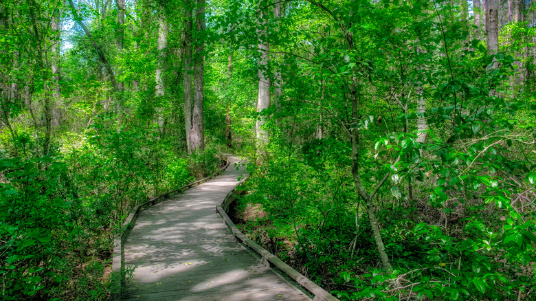 A tree-lined walkway at Sandhills Horticultural Gardens in Pinehurst, North Carolina