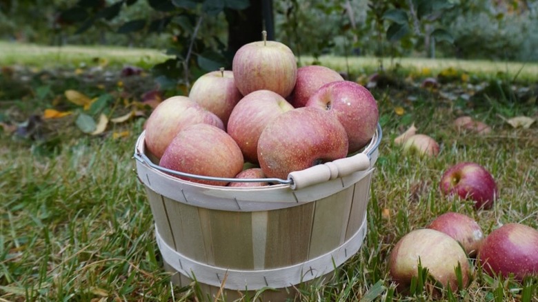 A basket of apples at Jeter Mountain Farm in Hendersonville, North Carolina