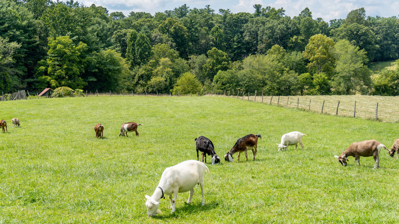 Goats grazing at the Carl Sandburg Home in North Carolina