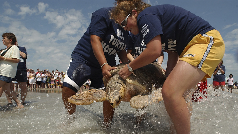 The Karen Beasley Sea Turtle Rescue & Rehabilitation Center releasing turtles