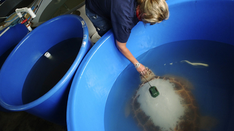 Caring for turtles at the The Karen Beasley Sea Turtle Rescue & Rehabilitation Center