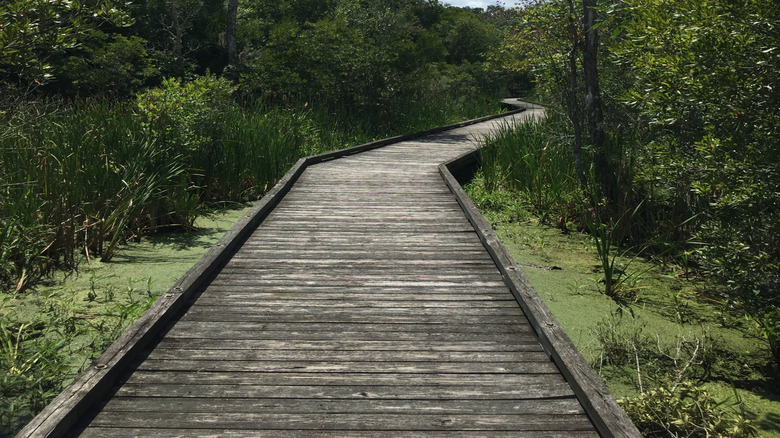 Boardwalk through Goose Creek State Park in Bath, North Carolina