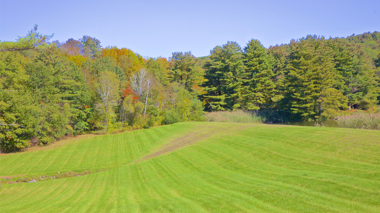 Green lawn with brown patches, southern Berkshire County, Massachusetts