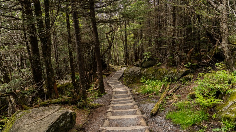 Hiking in the Smokey Mountains