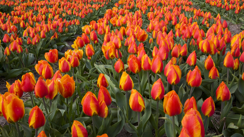 A field of bright orange tulips