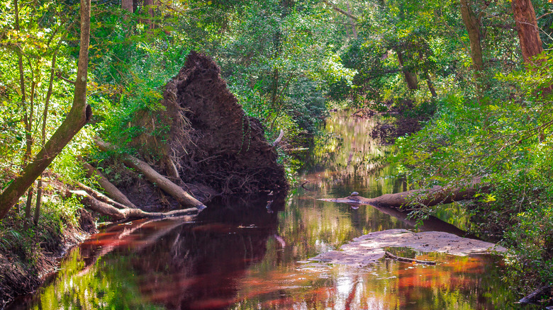 A wilderness area near Walterboro, South Carolina with a downed tree on the edge of a small, red river