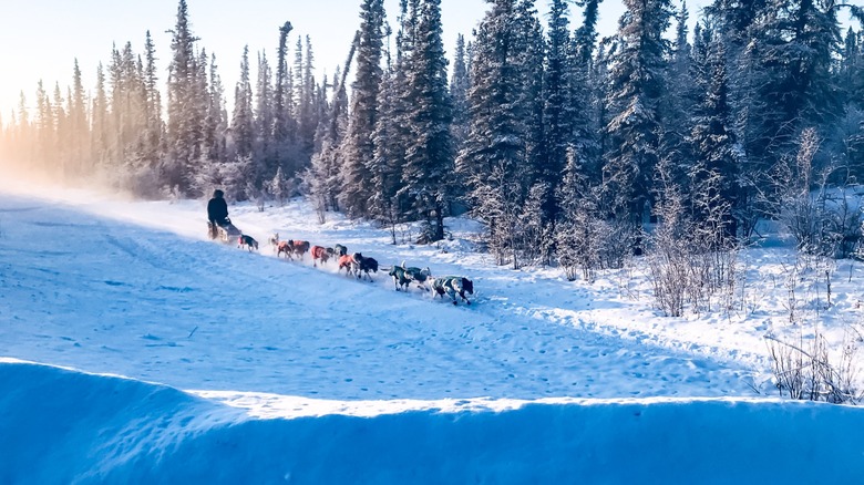 Dogsledding through Alaska