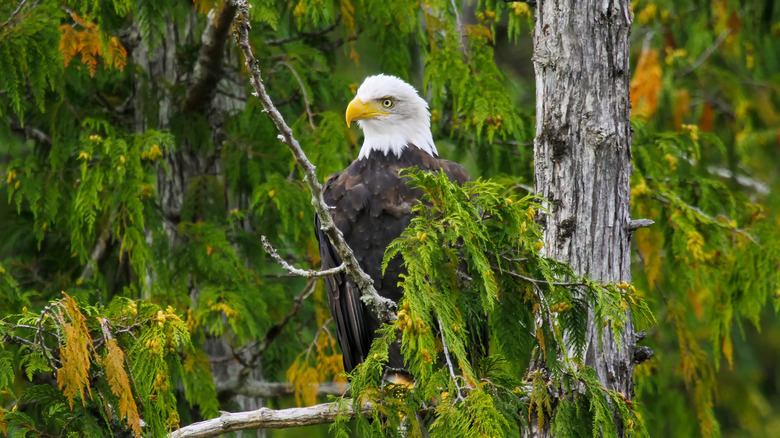 Bald eagle perched on a tree in Misty Fjords National Monument