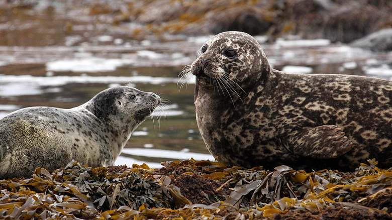 Aleutian Islands harbor seals
