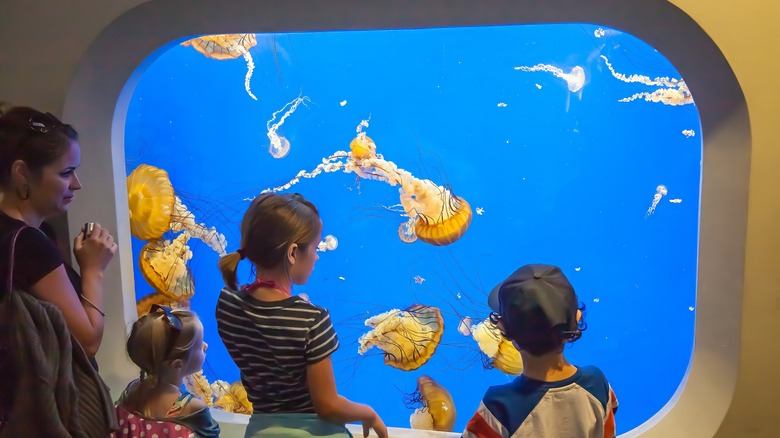 Family watching jellyfish in aquarium