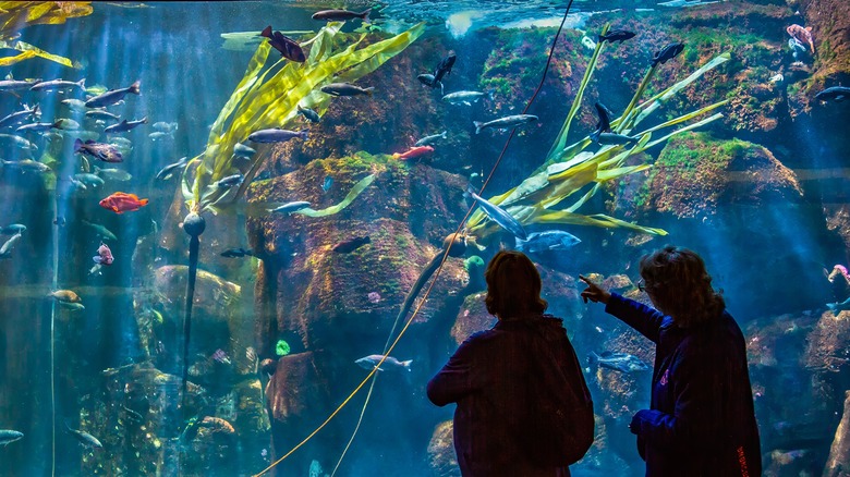 People looking at aquarium display