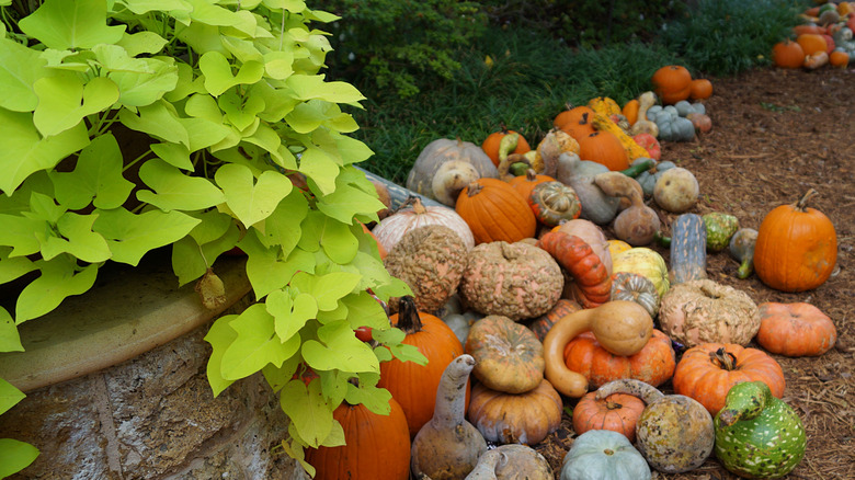 pile pumpkins squash Dallas Arboretum