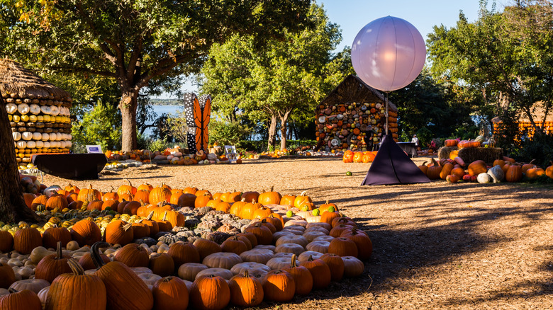 Dallas Arboretum and Botanical Garden pumpkins