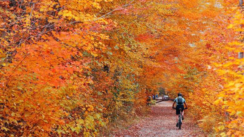 Biker in colorful Vermont foliage