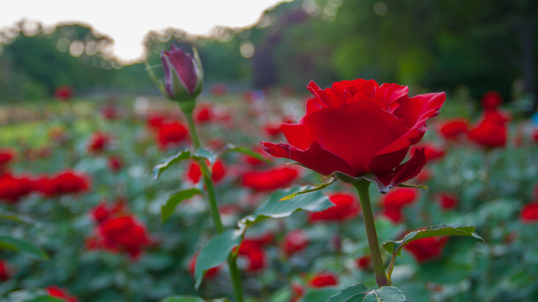 Close-up of beautiful red roses in the Columbus Park of Roses