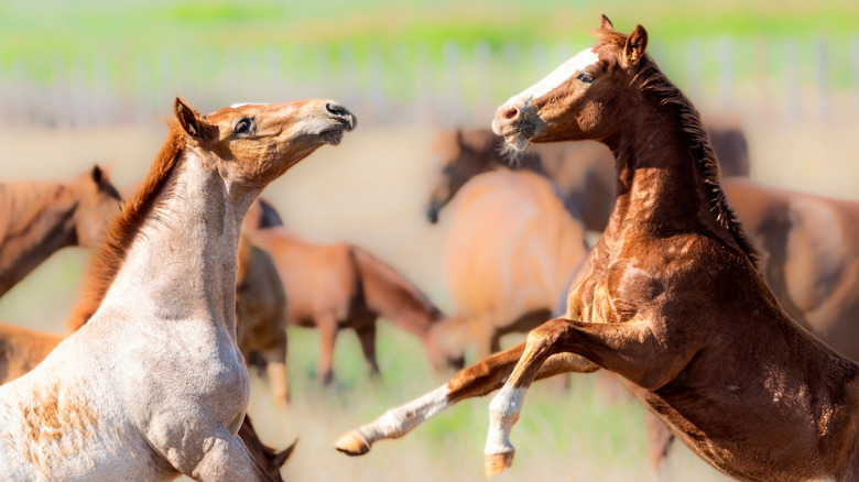 baby horses playing in a pasture