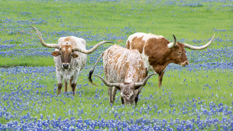 texas longhorn cattle in bluebonnet pasture