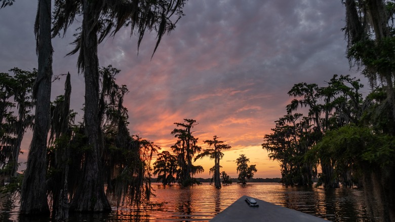 Sunset view of Louisana swamp