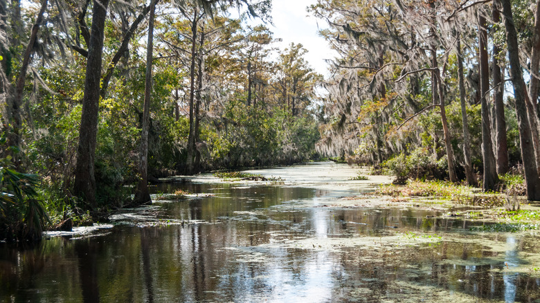 A Louisiana swamp on a clear day