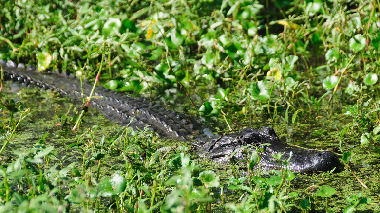 An alligator hiding in the swamp