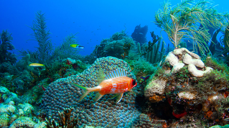 Fish swimming around coral under the ocean in a reef