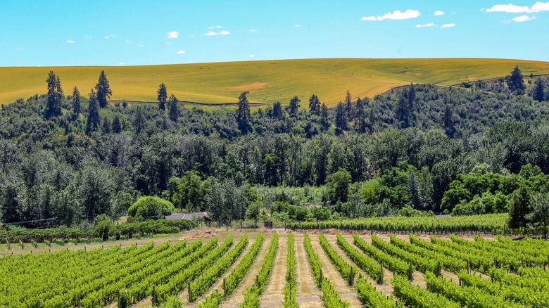 Vineyard near Walla Walla, Washington