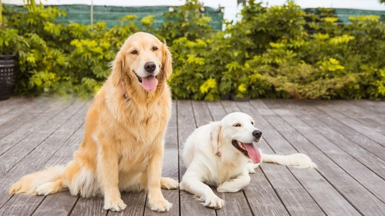 Betsy and Rosa, the golden retrievers