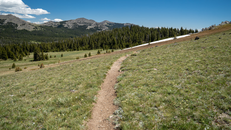 Bighorn trail