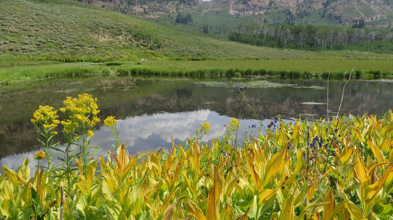 Lake surrounded by mountains and wildflowers in Jarbidge Wilderness