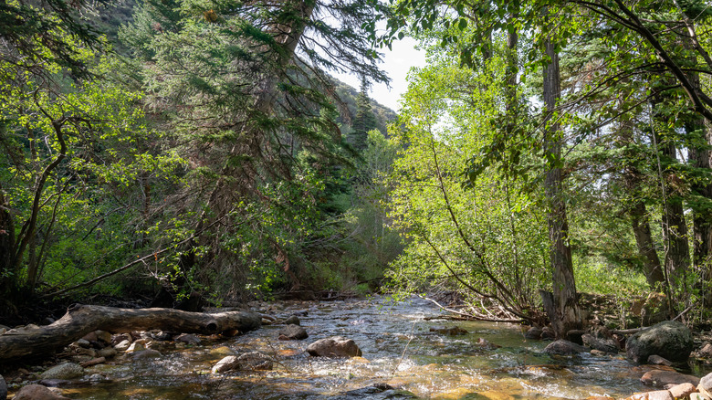 The Jarbidge River flowing through the trees near Upper Bluster Campground