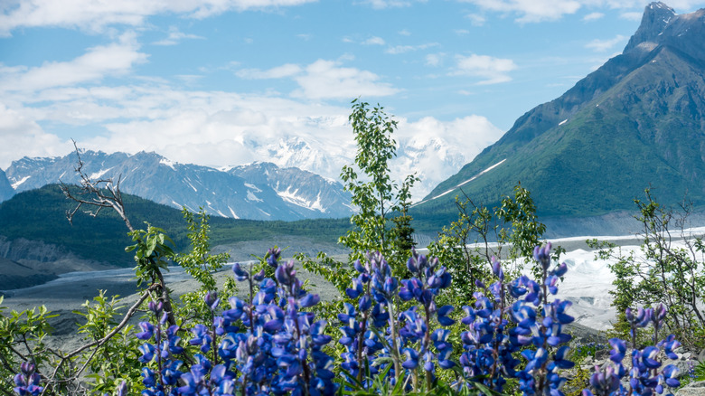 mountain range wildflowers Wrangell-St. Elias in Alaska